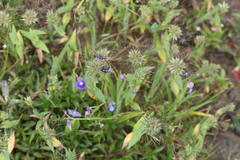 Jansenella griffithiana